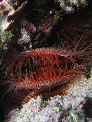 Flame scallop